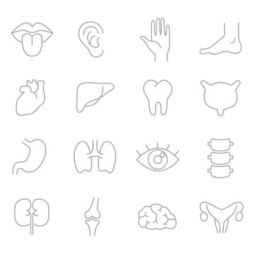 Human body parts, organs - vector linear icon set.