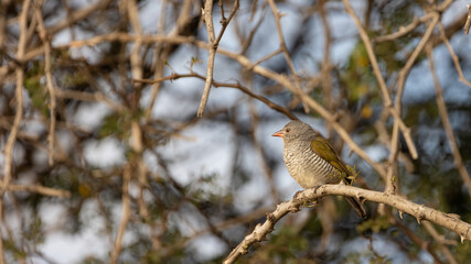 a small green-winged pytilia