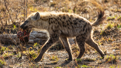 Spotted hyena with a piece of bone