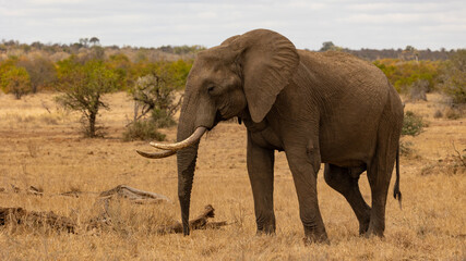 a big African bull elephant 