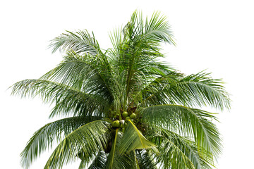 leaves of coconut tree isolated on white background, clipping path included.