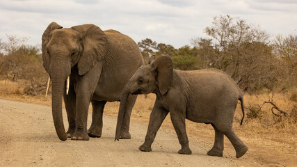 Fototapeta na wymiar African elephants on the road