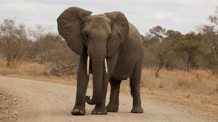 African elephant cow in the road