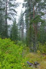 Fototapeta na wymiar Forest steaming up after rain in Finland after long dry season