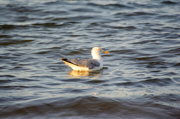 Seagull at dusk