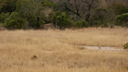 Naklejka na ściany i meble lioness lying in ambush in tall grass