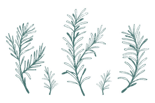 Hand drawn illustration of rosemary with texture.