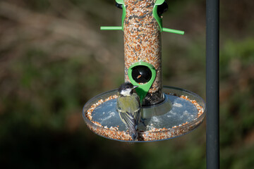 Great Tit feeding 
