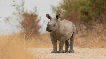 a baby white rhino in the road © Jurgens