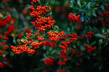 Red and orange berries on a tree