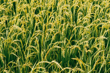 【農業】稲の穂が実っている風景　米
