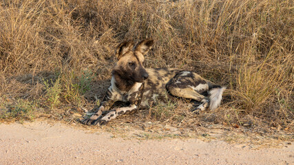 close up of an African wild dog