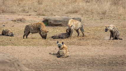 Fototapeta premium Spotted hyenas feeding on a warthog