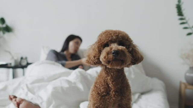 Handheld slowmo tracking shot of cute maltipoo dog sitting on bed of her female owners. Lesbian couple lying in bed and chatting in morning