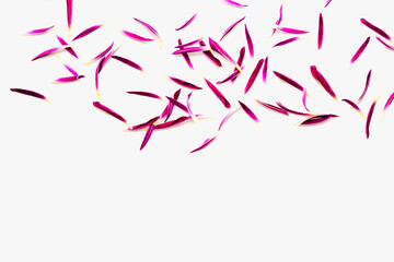 The texture of the petals. Petals on a white background. Bright background. 