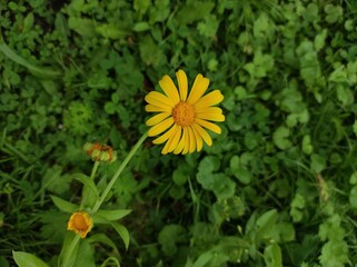 Marigold flowers on a green background.Photos can be used for harvesting, autumn, farm, fair, proper nutrition.