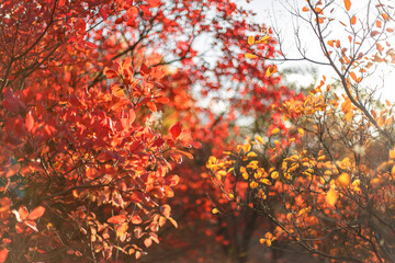 Autumn bushes with red leaves. Autumn paints in a city park