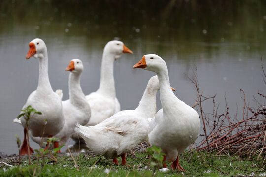 White geese on green grass on a lake coast. Poultry on pasture in a countryside