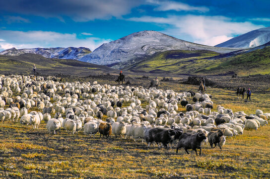 Sheep hearding in Landmannaafrettur in Iceland