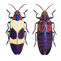 Beautiful jewel beetle, Buprestidae, Chrysochroa buqueti (Gory, 1833) 