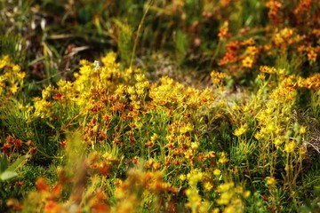 Abundance of flowering yellow saxifrage (Saxifraga aizoides)