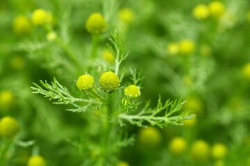 Close up of flowering wild chamomile (Matricaria discoidea)