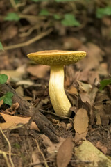 Suillus mushroom in the forest