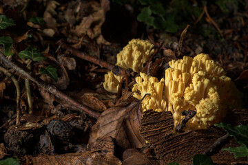 coral mushroom in the forest