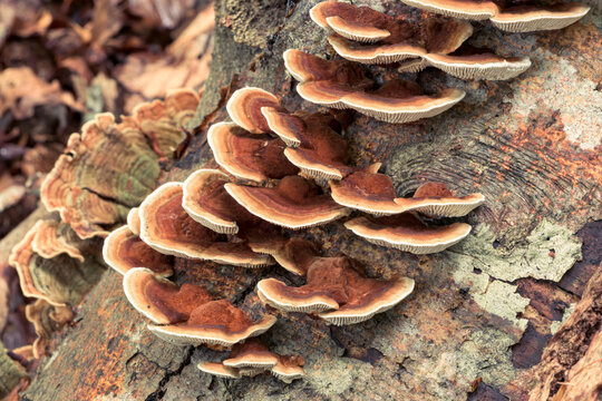 Trametes versicolor mushrooms on a tree