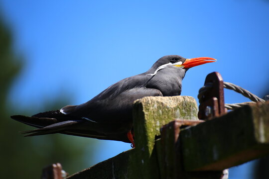 Inca tern (Larosterna inca), a sea bird perched on a sunny day