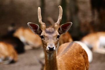 European fallow deer (Dama dama) in focus