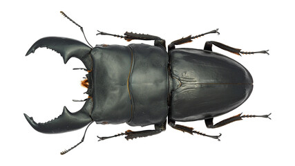 Lucanidae,stag beetle, Dorcus schenklingi, Dorcus titanus yasuokai (Fujita, 2010) 