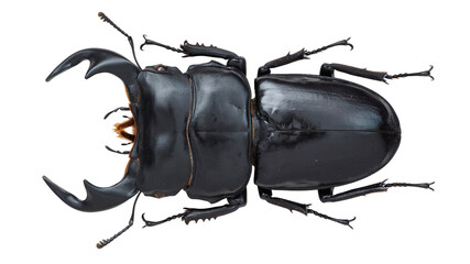 Lucanidae,stag beetle, Dorcus antaeus