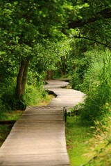 Wooden path leading through a dense forest