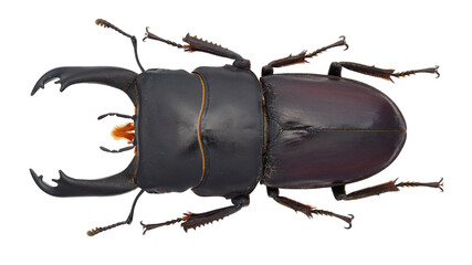Lucanidae,stag beetle, Dorcus cervulus