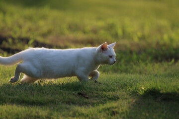 Stray cats in a park in Huai 'an, Jiangsu Province, China
