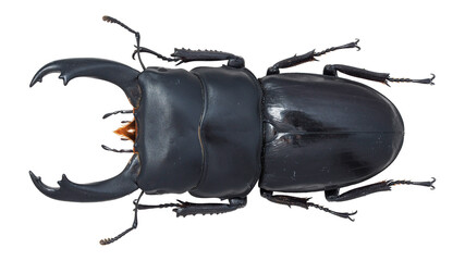Lucanidae,stag beetle, Dorcus hirticornis