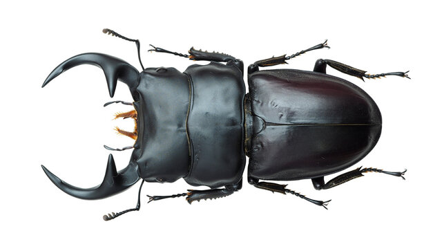 Lucanidae,stag beetle, Dorcus curvidens babai Fujita 2010 