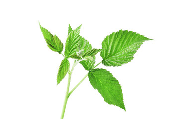 Naklejka na ściany i meble fresh green leaf of raspberry bush isolated on white background
