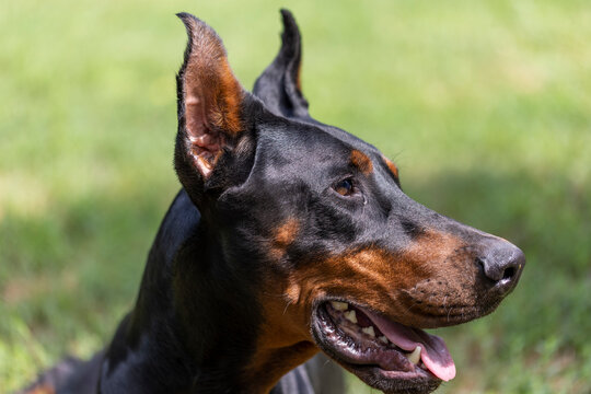 Portrait of a beautiful young doberman dog with green grass background