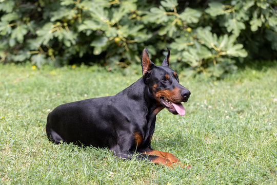Doberman laying on the gras enyoing sun and resting