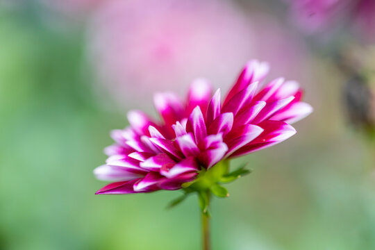 Beautiful garden flower macro close-up