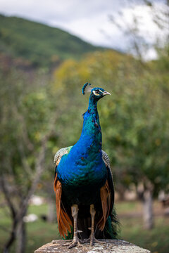 Beautiful Colorful Peacock In Nature
