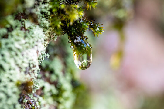 Dew drop on moss in wild nature