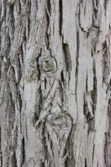 Full frame closeup of a huge oak tree trunk with rough thick bark.