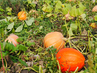 Pumpkin field. Red pumpkins lie on the ground. Semi-dry tops. Harvest agriculture.