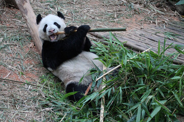 panda in a zoo in singapore 