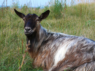 A gray goat lies in the pasture and looks into the frame. Place for your text.