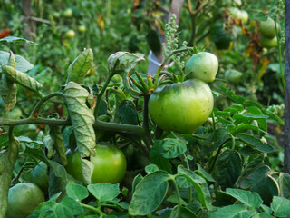 Green tomatoes hanging on a ripening bush.