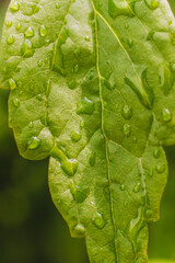 Large drops of water close-up on a green leaf from a plant.